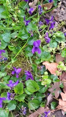 Viola odorata