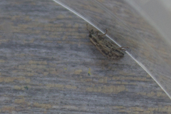 Sitona macularius