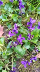 Viola odorata