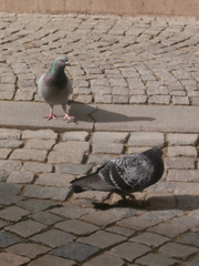 Columba livia domestica