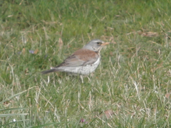 Turdus pilaris