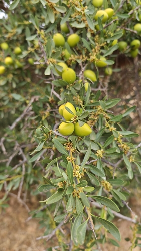 Argan tree
