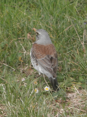 Turdus pilaris