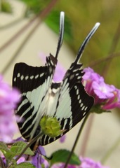 Graphium nomius