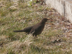 Turdus merula