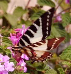 Graphium nomius