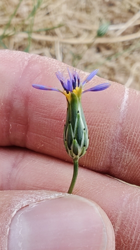 Volutaria crupinoides