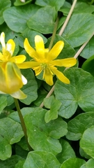 Ficaria verna