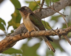 Klaas's Cuckoo photo 2