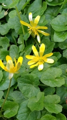 Ficaria verna