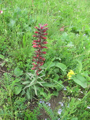 Pontechium maculatum