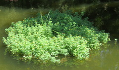 Cotula nigellifolia nigellifolia