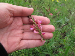 Onobrychis viciifolia