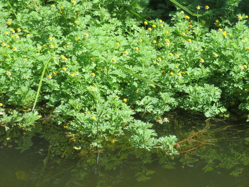 Image of Cotula nigellifolia by (c) Nicola van Berkel, some rights reserved (CC BY-SA)