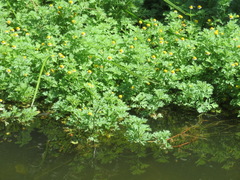 Cotula nigellifolia nigellifolia