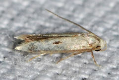 Haplochrois bipunctella