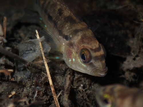 Istla cichlid (Cichlasoma istlanum) — Cichlidae — 4
