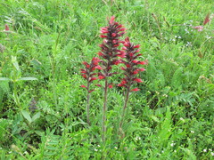 Pontechium maculatum