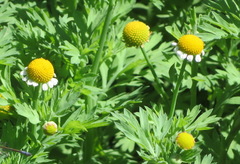 Cotula nigellifolia nigellifolia
