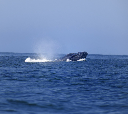 Humpback Whale (Megaptera novaeangliae)
