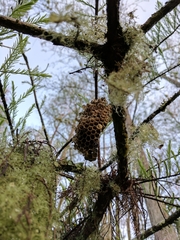 Mischocyttarus mexicanus