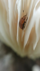 Mycomystes nigriventris