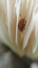 Mycomystes nigriventris