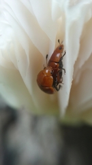 Mycomystes nigriventris