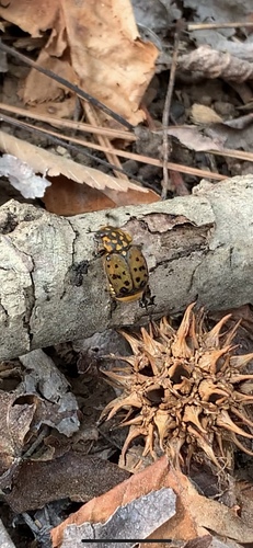 Maculated Scarab photo 3
