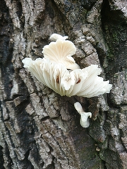 Mycomystes nigriventris