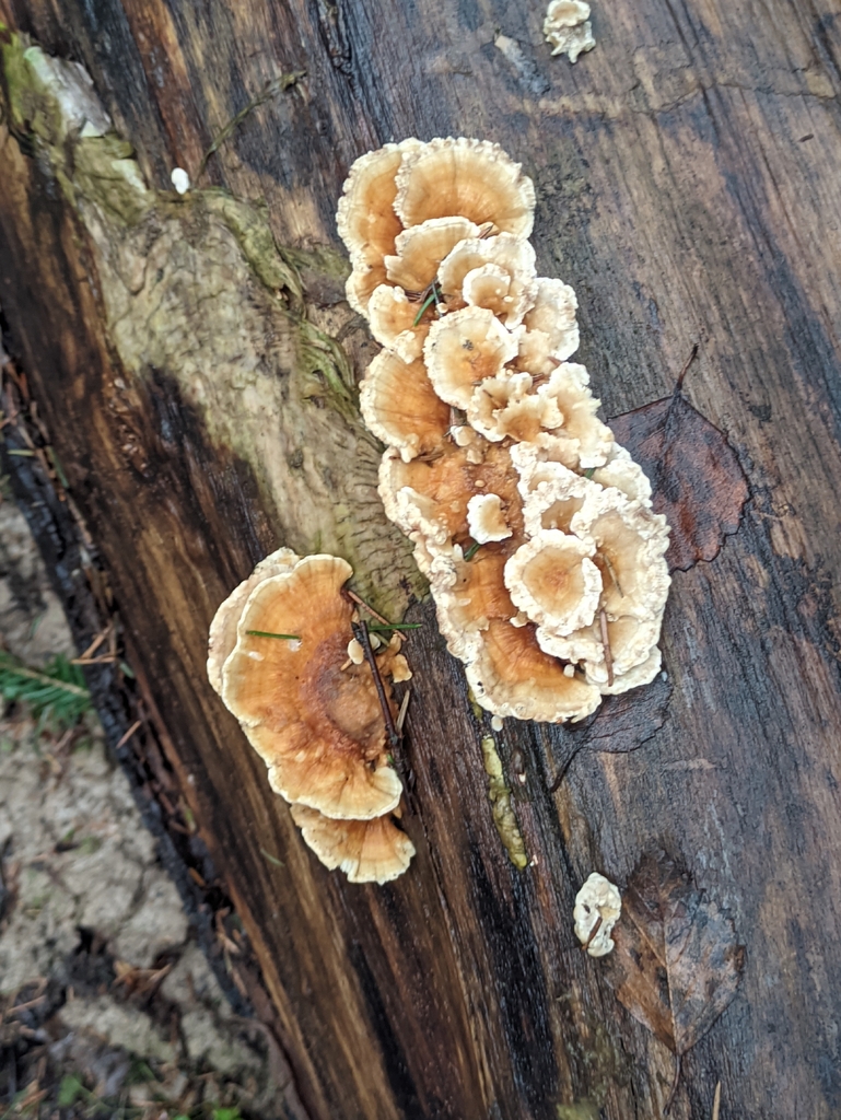 Trametes ochracea · April 2026 · photo: © naturalist57011 (iNaturalist, cc-by)