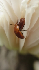 Mycomystes nigriventris