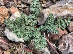 Lomatium canbyi