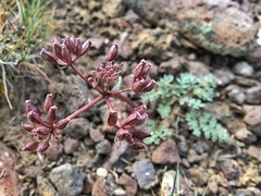 Lomatium canbyi