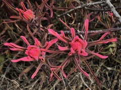 Castilleja angustifolia angustifolia