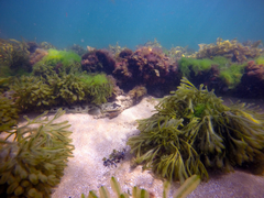 Platycephalus laevigatus