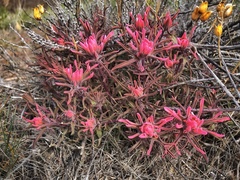 Castilleja angustifolia angustifolia