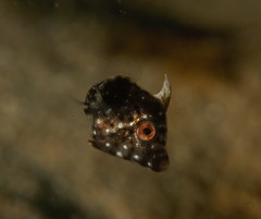 Cantherhines dumerilii