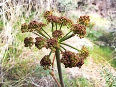 Lomatium dissectum