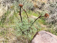 Lomatium dissectum