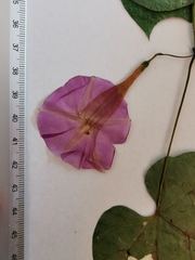 Ipomoea dumosa