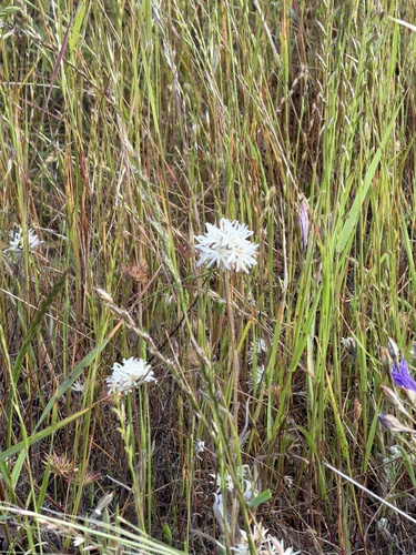 Achyrachaena mollis, photograph 6