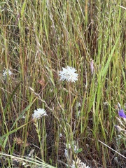 Achyrachaena mollis, photograph author not stated, no rights reserved