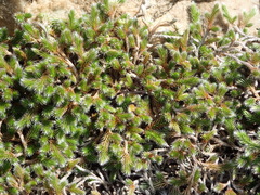 Selaginella dregei