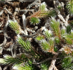 Selaginella dregei