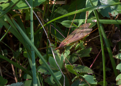 Tipula ultima