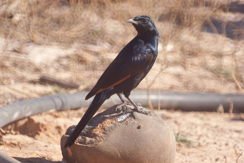 Somali Starling photo