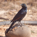 Somali Starling - Photo (c) cesare dolzani, some rights reserved (CC BY-NC-SA)