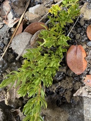 Coprosma ernodeoides, photograph (c) Tara Severns, some rights reserved (CC BY)