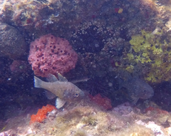 Vincentia conspersa